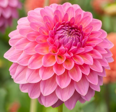medium_Pink_Suffusion__1201_Au_HaWi_LR__1401