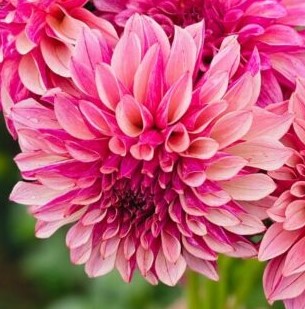 Dahlia-KAs-Cafe-Mauve-3-600x600