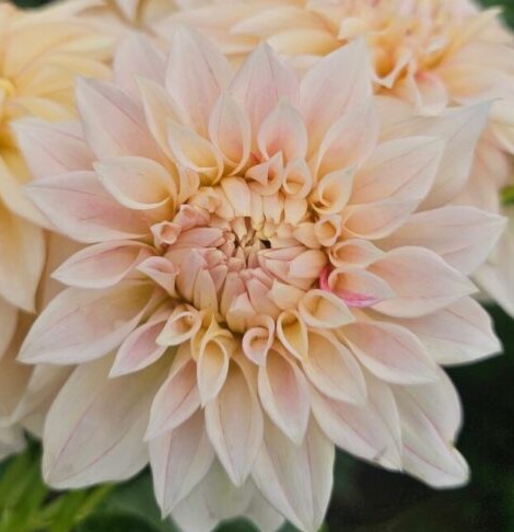 Dahlia-KAs-Mocha-Maya-2-600x600