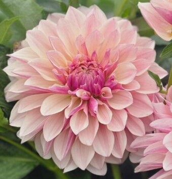 Dahlia-KAs-Penny-Lane-2-600x600