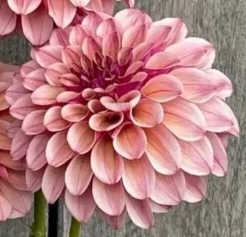 Dahlia-KAs-Rhubarb-1-600x600