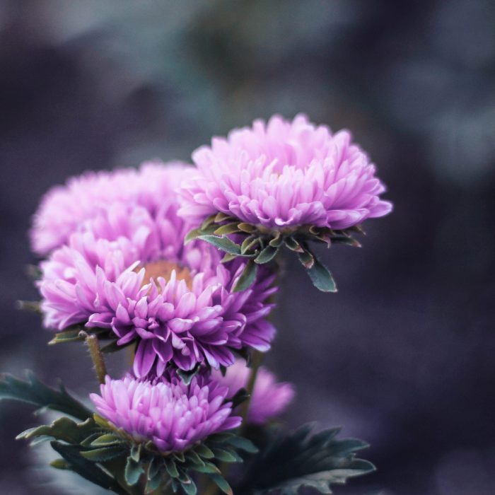 dahlia with dark background