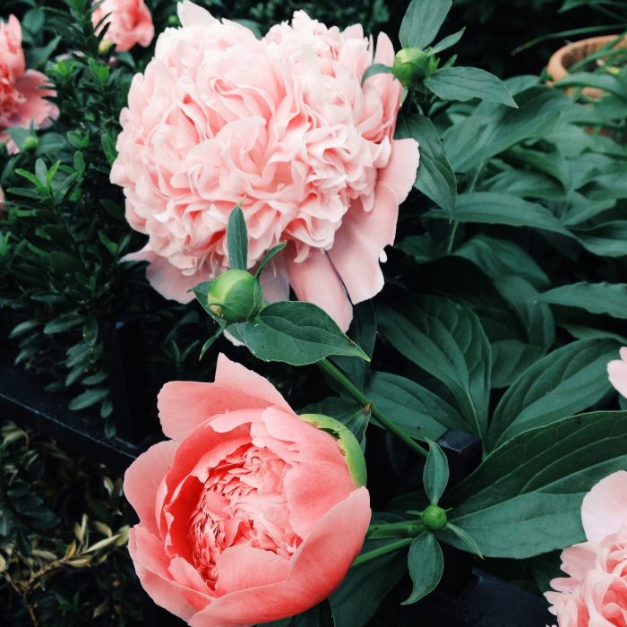 Peony Bush